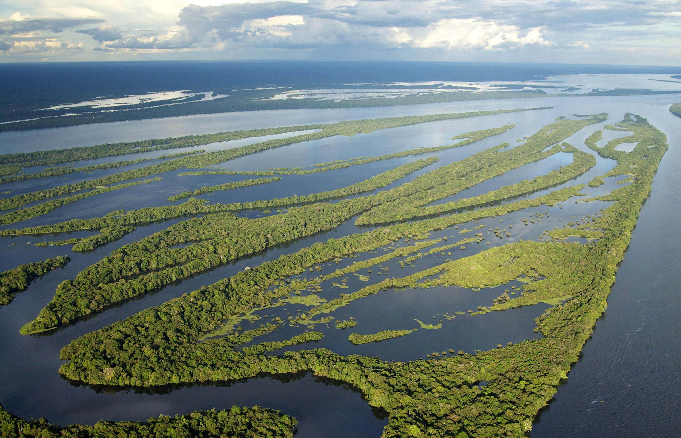Die tropischen Regenwälder Amazoniens