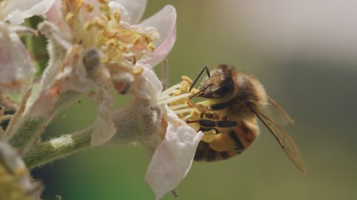 Tagebuch einer Biene