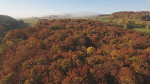 Das_geheime_Leben_der_Ba_ume00004_web