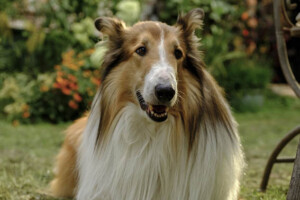 LASSIE_EIN_NEUES_ABENTEUER_Szenenbilder_04_A4_web1