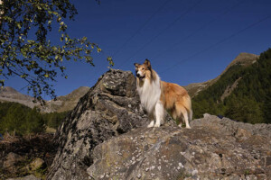 LASSIE_EIN_NEUES_ABENTEUER_Szenenbilder_45_A4_web