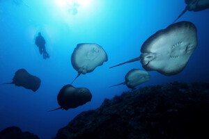 stachelrochen_cocos_c_hettich_web