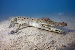 salzwasserkrokodil_philippinen_c_hettich_web