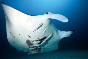 mantarochen_indonesien_c_hettich_web