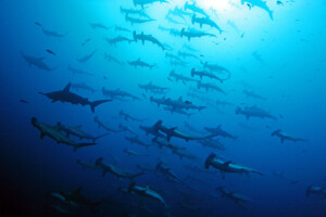 hammerhaie_galapagos_c_hettich_web