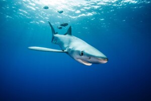 blauhai-azoren_c_hettich_web