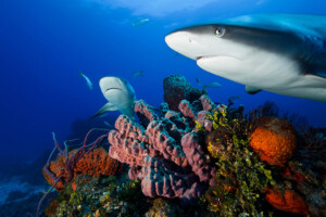 karibische_riffhaie_c_hettich_web