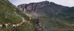 alpenland02_web