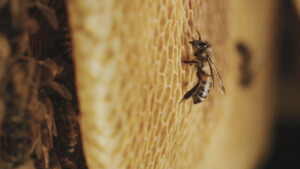 tagebucheinerbiene01_web