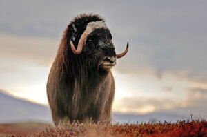 Fotoby-Roemmelt-11_web