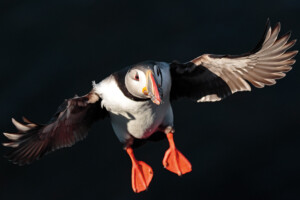 Fotoby-Roemmelt-09_web