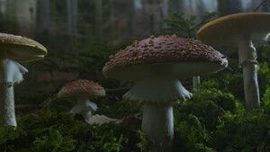 Das_geheime_Leben_der_B_ume00005_web1