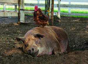 UnsereGrosseKleineFarm_Filmstill_05_1400_web