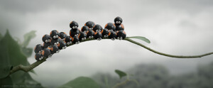 DieWinzlinge_web