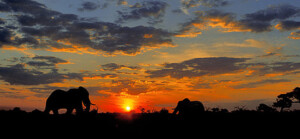 csm_Elefanten_im_Caprivistreifen_20bf3db6c2