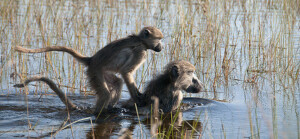 csm_Stickler-02_01_26a04d12d3