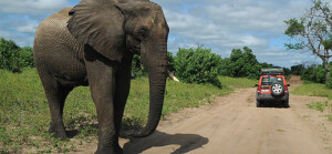 csm_Namibia_Botswana_Elefant_auf_Strasse_bc619fd724