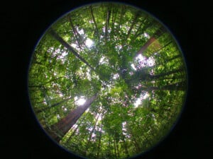 Regenwald_c_Anhuf_heller_web