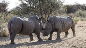 F_Joe_Pichler-Afrika-18