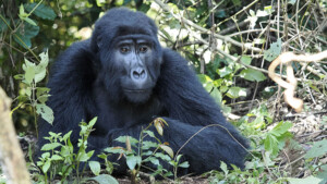 F_Joe_Pichler-Afrika-21