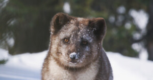 7Kina-Yuk-Renards-de-la-banquise-©-Valdes