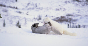 14Kina-Yuk-Renards-de-la-banquise-©-Valdes