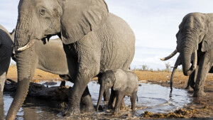 F15_c_JoePichler_Afrika