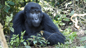 F16_c_JoePichler_Afrika